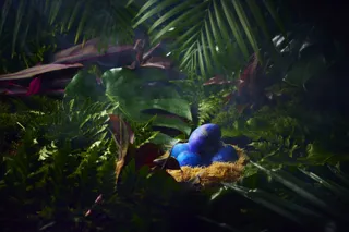 アートホテル大阪ベイタワー スカイビュッフェ51「WONDER JUNGLE」7/1～8/31開催