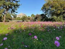 河川敷コスモス約550万本が見頃を迎えます　武庫川髭の渡しコスモス園