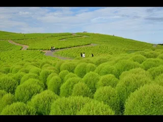 「とびっきり！夏フェア！」を開催します（国営ひたち海浜公園）
