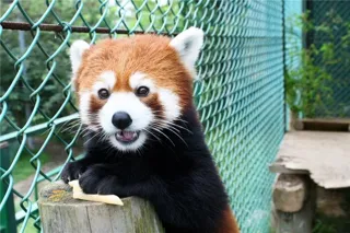 【JAF福島】東北サファリパークの入園料金が最大半額になるJAFアプリクーポンを配信開始しました