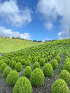 【びわこ箱館山】約8,000株グリーンコキアが見頃！桃色吐息のピンク絨毯が圧巻！