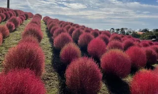 “ホラー感”を演出した秋限定のハロウィンパフェが登場！ 約8000株の紅葉コキアが見頃を迎え、びわこ箱館山に秋が到来！