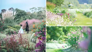 【広島／世羅】秋のばらと宿根草　ローズ＆フラワーガーデン9月13日OPEN　《そらの花畑　世羅高原花の森》
