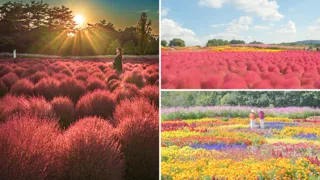 【広島／世羅】秋色コキア　コキアとコスモスの丘　9月20日OPEN《Flower village 花夢の里》