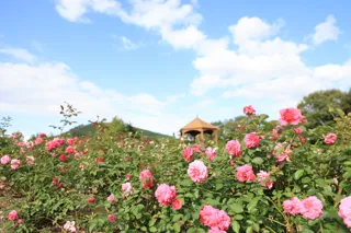 【広島／世羅】ばらが見ごろを迎えています　秋のローズ＆フラワーガーデン《そらの花畑高原花の森》