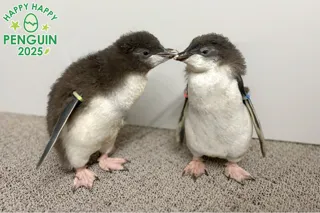 AOAO SAPPORO生まれ「キタイワトビペンギン」の雛の愛称を募集します