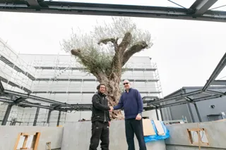 【EXPO 2025 大阪・関西万博】仏パビリオン「ミラクルガーデン」樹齢1000年を超える「長寿オリーブの秘密」が明らかに