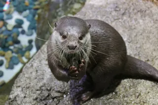 【マクセル アクアパーク品川】食欲の秋にちなみ、カワウソの“食”にフォーカスした特別解説をお届け！『ワイルドライブビューイング～獺の祭り～』