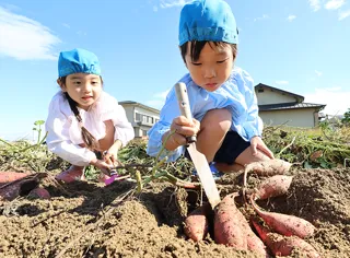 高槻市の園児が秋の味覚サツマイモ掘り体験
