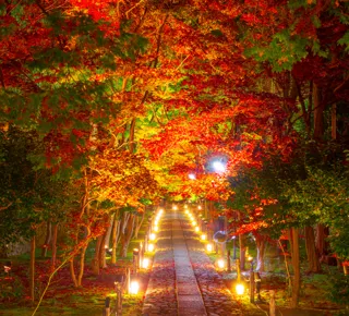 京都紅葉隠れスポット　嵐山　鹿王院夜の特別拝観２０２５