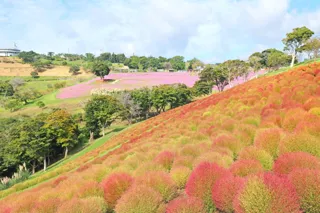 秋景色！マザー牧場のコキアが10月の3連休に紅葉ピーク予想！紅葉コキアに合わせた期間限定イベントも開催！