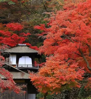 横浜・三溪園　紅葉の遊歩道開放～古建築と紅葉が織りなす絶景～