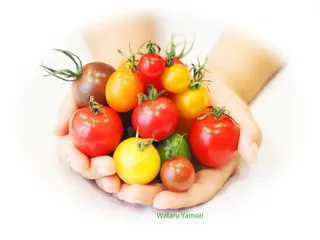 【多摩六都科学館】親子で学ぶ！「東京大学の研究、のぞいてみた！ LEDでつくる未来のトマト」開催