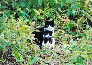 猫好きさんの写真を、お待ちしています