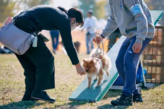 【新しい形のペットイベント】犬種別×プロフェッショナル。“うちの子”との毎日がちょっと変わる特別な1日