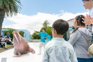 【南知多ビーチランド】目の前でセイウチの大きさを体感！パフォーマンスをしながらのヘルスチェックを公開！