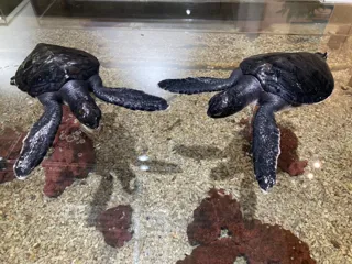 埼玉県唯一！常設展示している絶滅危惧種アオウミガメの赤ちゃんのえさやり体験＆ネーミング公募を開始。-さらに、魚が敗北!?アクアパーク川越『人気いきもの総選挙2025』結果発表！今年の1位は“あの子”！
