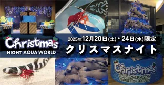 ２夜限定 アクアワールド・大洗で過ごす聖なる夜。NIGHT AQUAWORLD特別版 “クリスマスナイト”開催