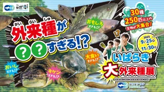 楽しみながら学べるSDGs ３０種２５０匹以上の外来種を一挙に展示『外来種が○○(まるまる)すぎる！？いばらき大外来種展』