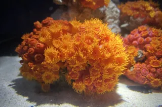 季節を彩る花と魚たちのコラボレーション!「ブルーミング アクアワールド・大洗」を開催します!