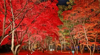 【湯の川温泉／湯元啄木亭】大好評につき今年も開催！香雪園と函館山に行くバスツアー！