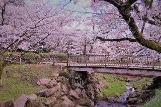【埼玉県飯能市】「晴れ風ACTION」で中央公園の桜保全活動を支援することができます