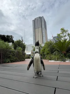 秋のペンギンのあさんぽ