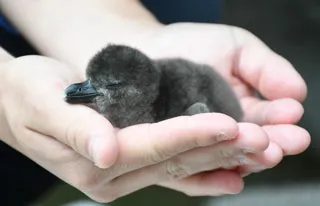 ケープペンギンの赤ちゃんが1羽誕生