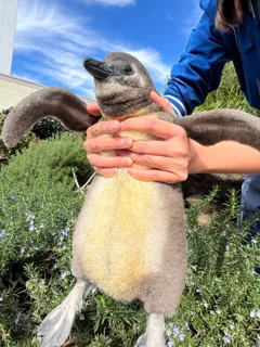 10月14日生まれのケープペンギンの赤ちゃんの愛称投票