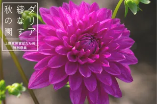 100種200株以上のダリアが秋の庭園を彩る『上野東照宮ぼたん苑 特別祭典　ダリア綾なす秋の園』　2025年9月20日(土)～11月3日(月)開催