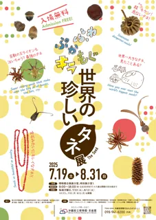 【沖縄県立博物館美術館】夏休みの自由研究に！世界の珍しいタネ展を開催！