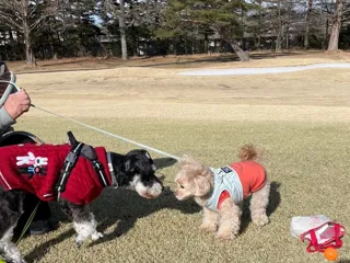 【晴山（せいざん）ゴルフ場】普段は、コース内には入場できないワンちゃんと一緒に！ 「ワンちゃんと芝さんぽ2025 in Autumn」イベント開催