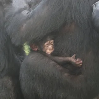 【豊橋総合動植物公園】愛くるしいチンパンジーの赤ちゃんに会える!一般公開スタート&名前投票も