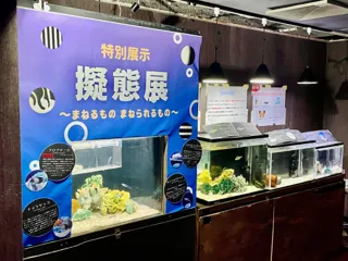 進化の知恵がここに集結！「擬態展～まねるもの・まねられるもの～」開催
