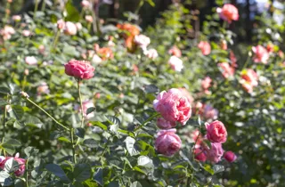 2025オータムフェスティバル