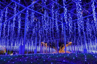 『その香り、春の記憶』～光と香りに包まれるイマーシブ型イルミネーション～