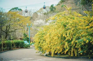 神戸布引ハーブ園／ロープウェイのお得な「年間パス」の販売を開始