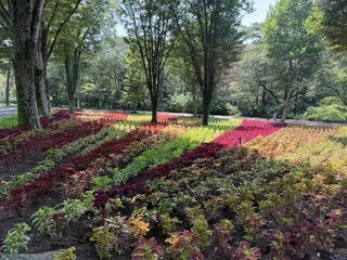 コリウス＆ヒマワリが見頃を迎えています（国営武蔵丘陵森林公園）