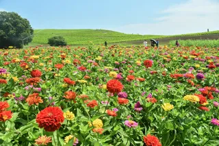 ～夏空に映える、華やかな花～ ジニアが見頃です。（国営ひたち海浜公園）