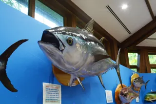 魚魚展開催中！【国営アルプスあづみの公園　堀金・穂高地区】