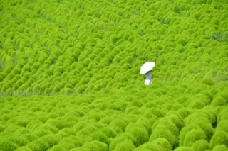一面に広がる夏色の丘　緑葉コキアが見頃です（国営ひたち海浜公園）