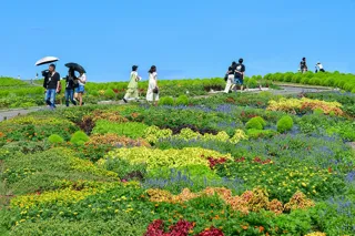 コキアが埋めつくす「みはらしの丘」入り口に、今年も “ウェルカムガーデン” が登場！現在見頃です（国営ひたち海浜公園）