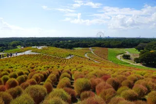 コキア “紅葉始め” となりました（国営ひたち海浜公園）