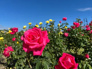 秋バラが見頃を迎えました（国営越後丘陵公園）