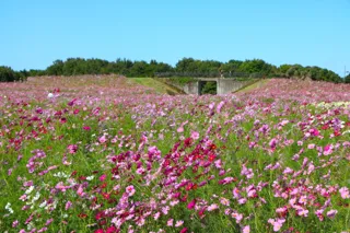 コスモス見頃【国営海の中道海浜公園】