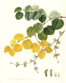 英国キュー王立植物園 山中麻須美氏による『ボタニカルアート体験教室＆講演会』開催（国営みちのく杜の湖畔公園）