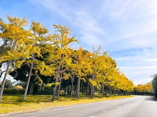 黄金色のイチョウ見頃【国営海の中道海浜公園】