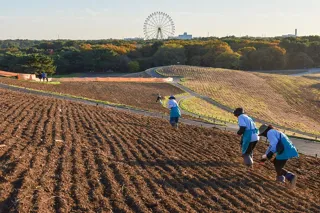 ネモフィラの種まきが始まりました（国営ひたち海浜公園）