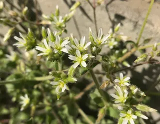 日めくりカレンダーに、あなたの“花の写真”を載せてみませんか？　東京都美術館にて花の写真を募集中！