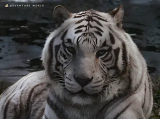 ナイトサファリハイキング ＆ ナイトペンギンツアー開催！２０２５年１２月２６日（金）～２０２６年２月２３日（月）